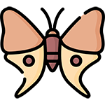 moth icon