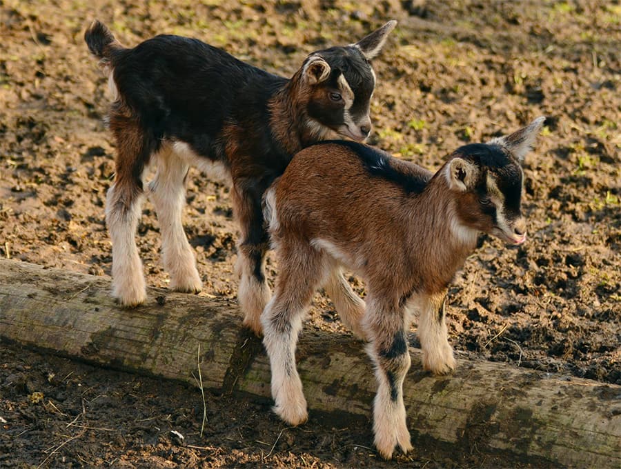 goat kids