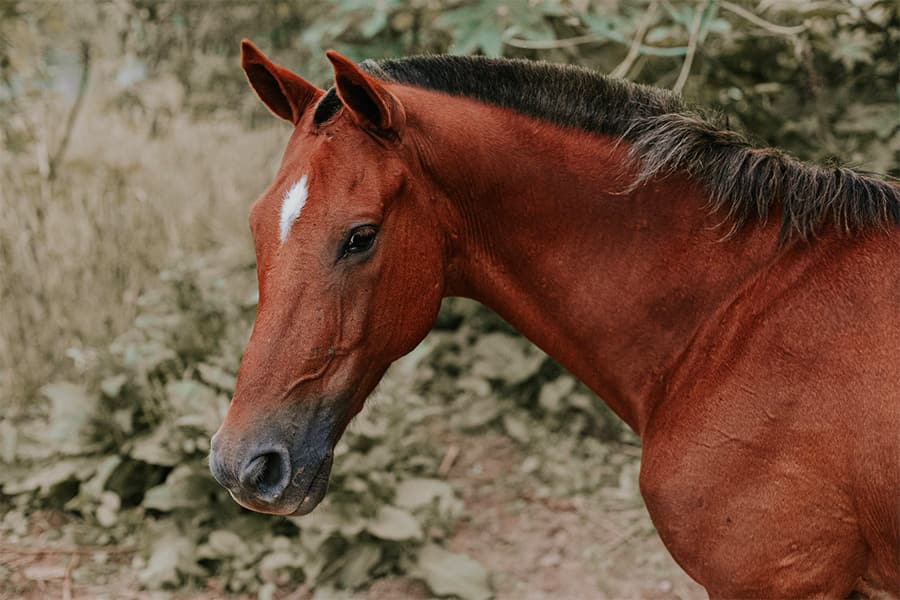 horse names - brown horse