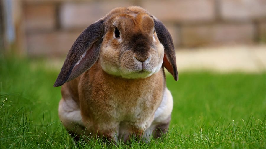 bunny with big ears