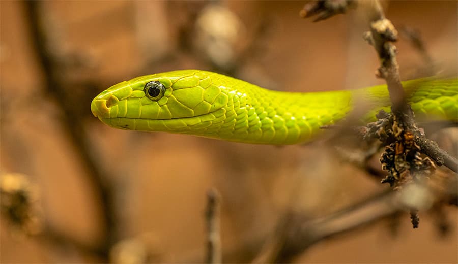 snake names - green snake