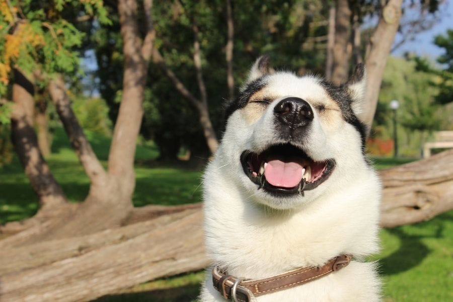 happy dog in the sun