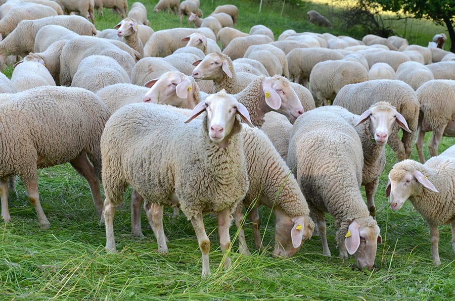 group of sheep in a field
