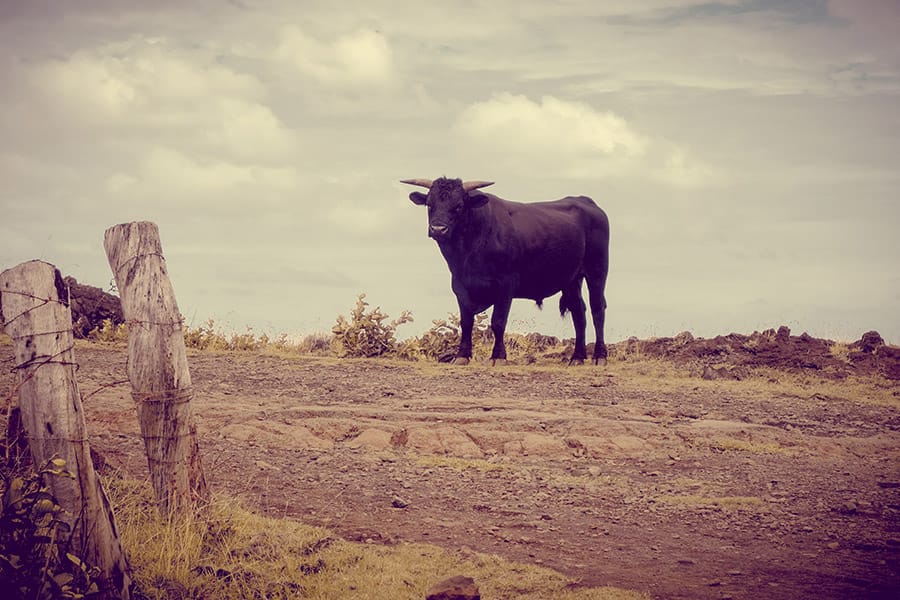 bull in a field