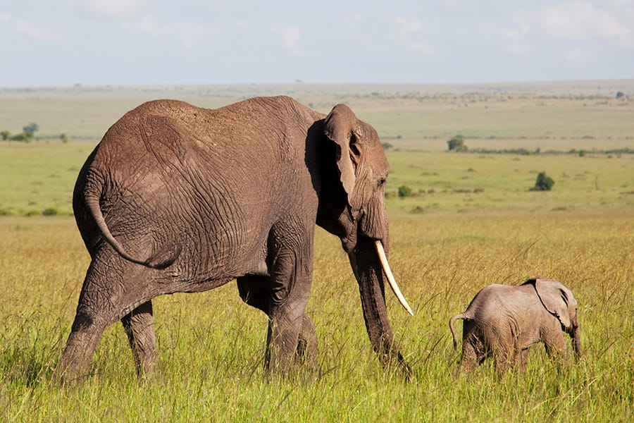 elephant and baby elephant in the grass