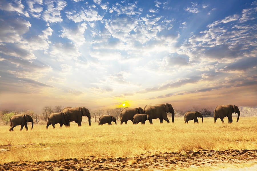 herd of elephants in the sunset