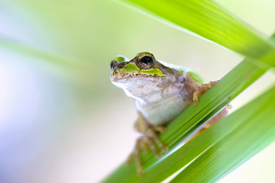 frog sitting on plant