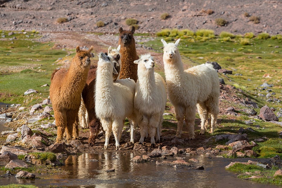 group of llamas