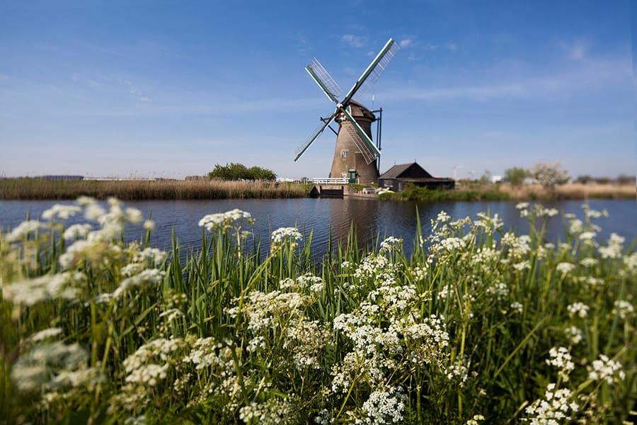 dutch windmill with flowers